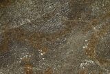 Polished Dinosaur Bone (Gembone) Slab - Utah #151465-1